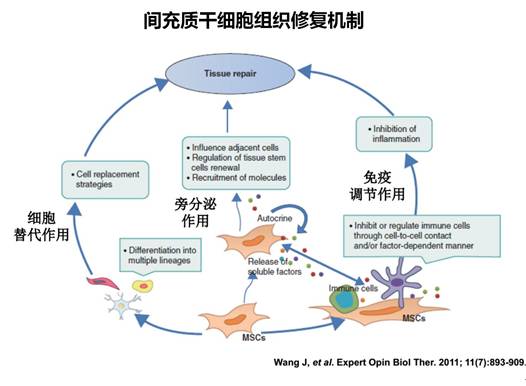 间充质干细胞-02.jpg