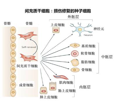 间充质干细胞-01.jpg