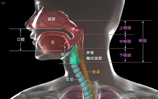 【喉头癌】日本的诊断和治疗介绍