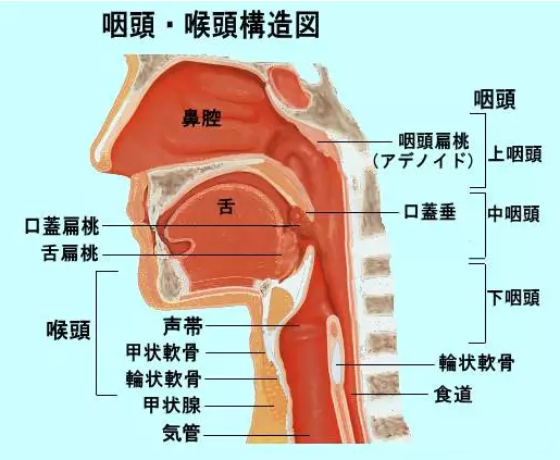 【咽喉癌】日本的诊断和治疗介绍 - 传祺国际健康