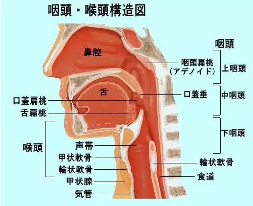 【喉头癌】日本的诊断和治疗介绍 - 传祺国际健康