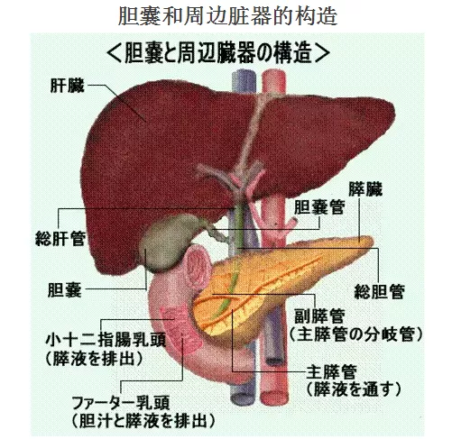 胆囊癌 胆管癌 日本的诊断和治疗方法 传祺国际健康 手机官网 日本体检 日本就医专业平台